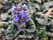 Ajuga pyramidalis 'Metallica Crispa'