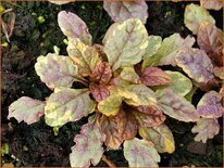 Ajuga reptans 'Golden Glow'