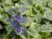 Ajuga reptans 'Variegata'