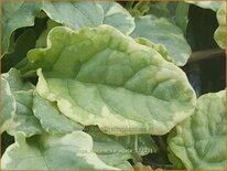 Ajuga reptans 'Variegata'