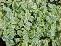 Ajuga reptans 'Variegata'