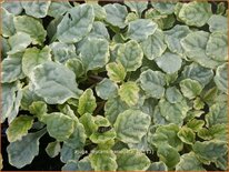 Ajuga reptans 'Variegata'