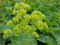 Alchemilla epipsila