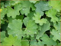 Alchemilla epipsila