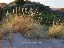 Ammophila arenaria