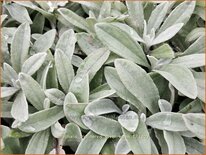 Anaphalis triplinervis 'Silver Wave'