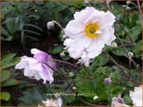 Anemone &#39;Dreaming Swan&#39;