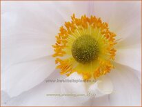 Anemone &#39;Dreaming Swan&#39;