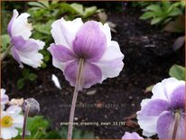 Anemone &#39;Dreaming Swan&#39;