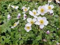 Anemone 'Elfin Swan'