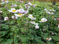 Anemone 'Elfin Swan'