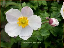 Anemone 'Elfin Swan'