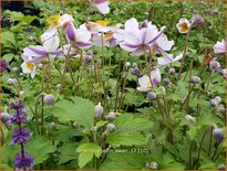 Anemone 'Elfin Swan'