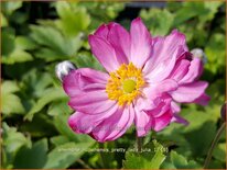 Anemone hupehensis &#39;Pretty Lady Julia&#39;