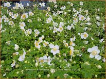 Anemone hupehensis &#39;Pretty Lady Maria&#39;