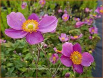 Anemone hupehensis &#39;Pretty Lady Susan&#39;