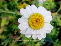 Anthemis carpatica 'Karpatenschnee'