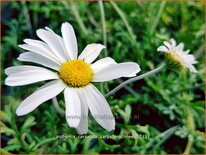 Anthemis carpatica 'Karpatenschnee'