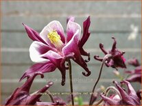 Aquilegia vulgaris 'Winky Double Red White'