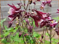 Aquilegia vulgaris 'Winky Double Red White'