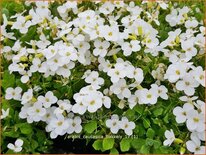 Arabis caucasica 'Bakkely'