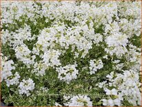 Arabis ferdinandi-coburgii &#39;Variegata&#39;