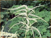 Aruncus dioicus &#39;Kneiffii&#39;