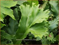 Asplenium scolopendrium &#39;Cristatum&#39;