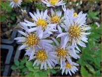 Aster ageratoides &#39;Asran&#39;