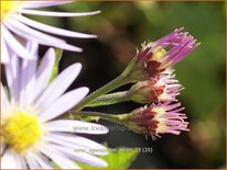 Aster ageratoides &#39;Asran&#39;