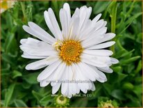 Aster alpinus &#39;Albus&#39;