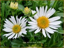 Aster alpinus &#39;Albus&#39;