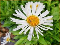 Aster alpinus &#39;Albus&#39;