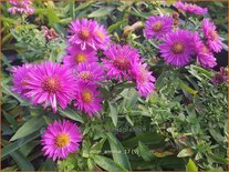 Aster &#39;Anneke&#39;