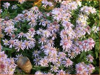 Aster 'Coombe Fishacre'