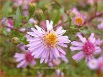 Aster 'Coombe Fishacre'