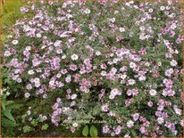 Aster 'Coombe Fishacre'