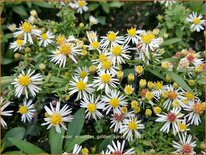 Aster ericoides &#39;Golden Spray&#39;