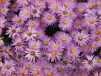 Aster &#39;Herbstgruß vom Bresserhof&#39;