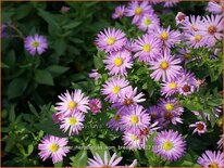 Aster &#39;Herbstgruß vom Bresserhof&#39;