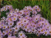 Aster &#39;Herbstgruß vom Bresserhof&#39;