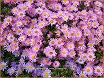 Aster &#39;Herbstgruß vom Bresserhof&#39;