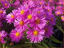 Aster 'Kassel'