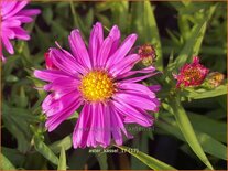 Aster 'Kassel'