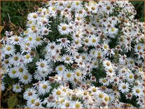 Aster 'Kristina'