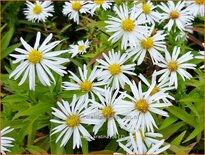 Aster 'Kristina'