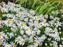 Aster 'Kristina'