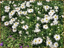 Aster 'Kristina'