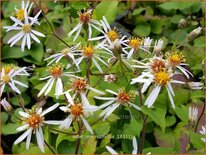 Aster macrophyllus