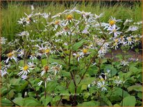 Aster macrophyllus